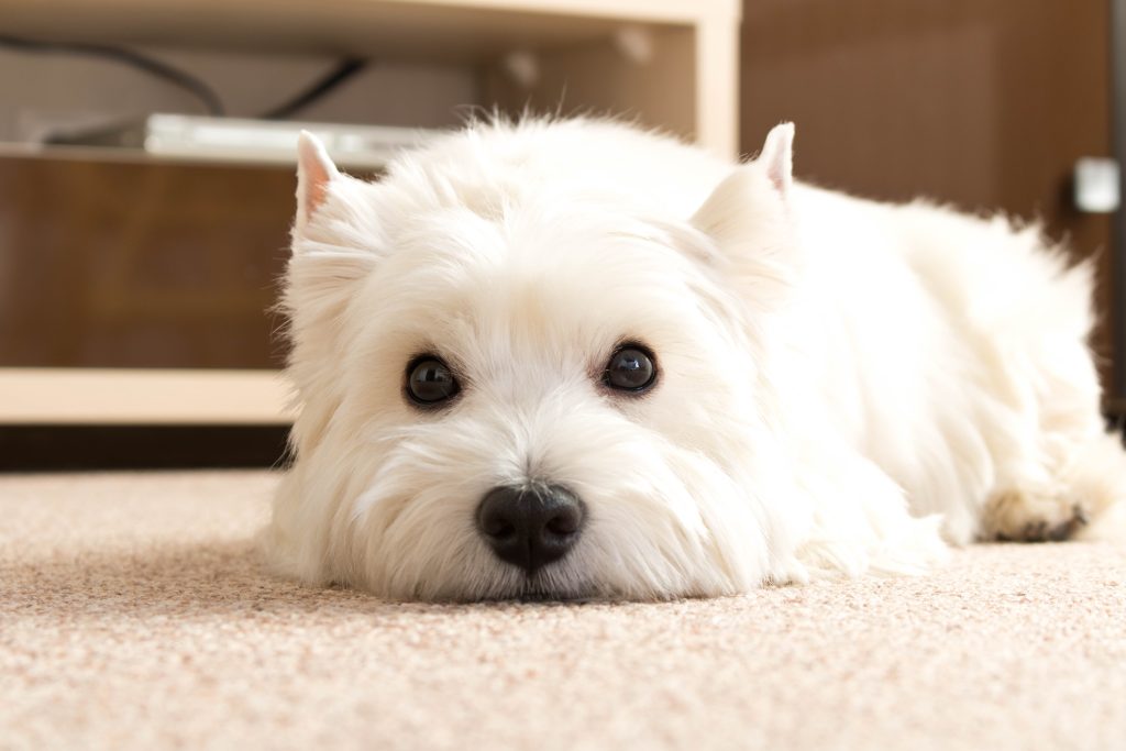 How to Help Improve Dog Tear Stains Naturally