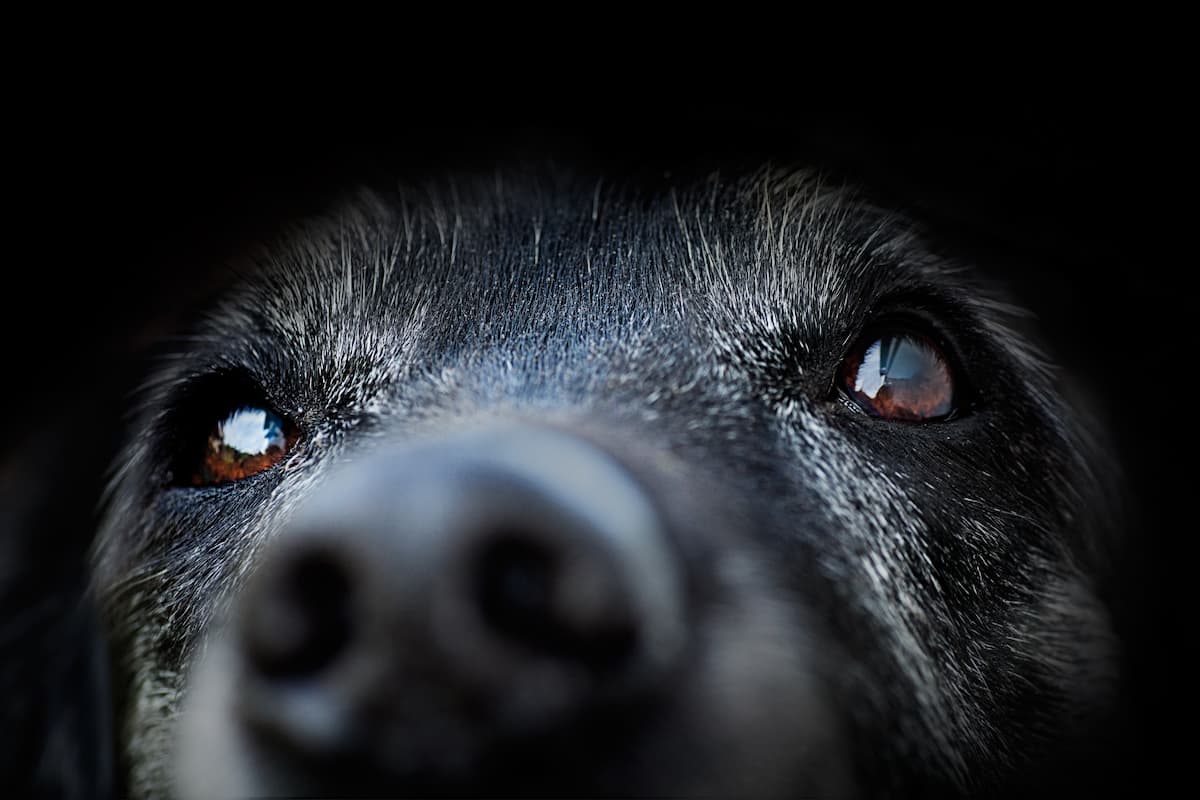 Why Are My Dog’s Eyes Red? 7 Common Causes and When to Worry 