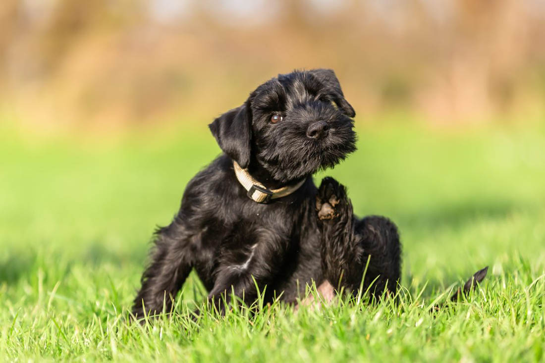 Identifying Dog Dermatology Issues