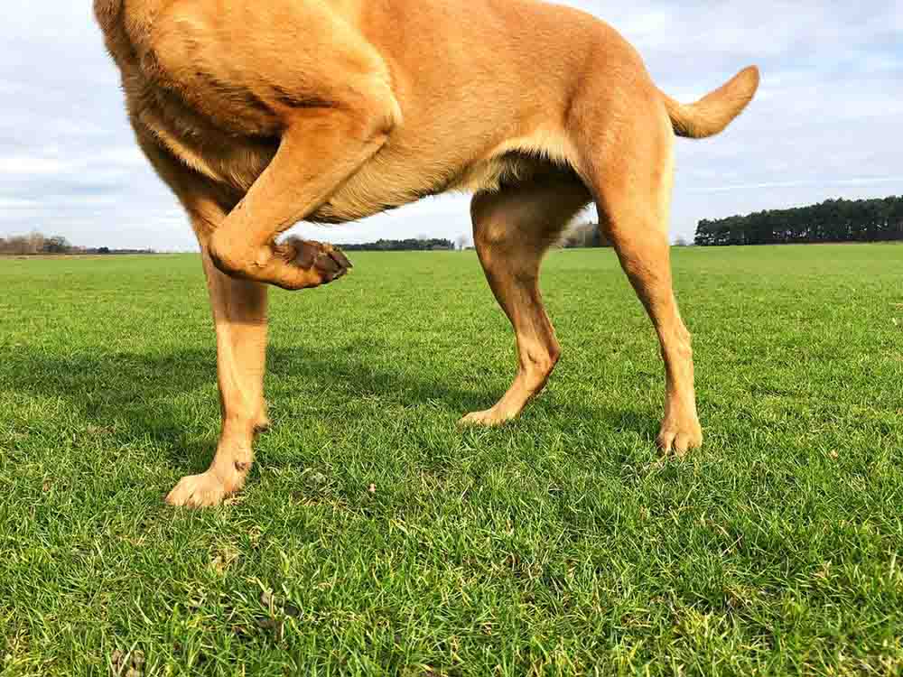 How to Help a Dog With Arthritis at Home
