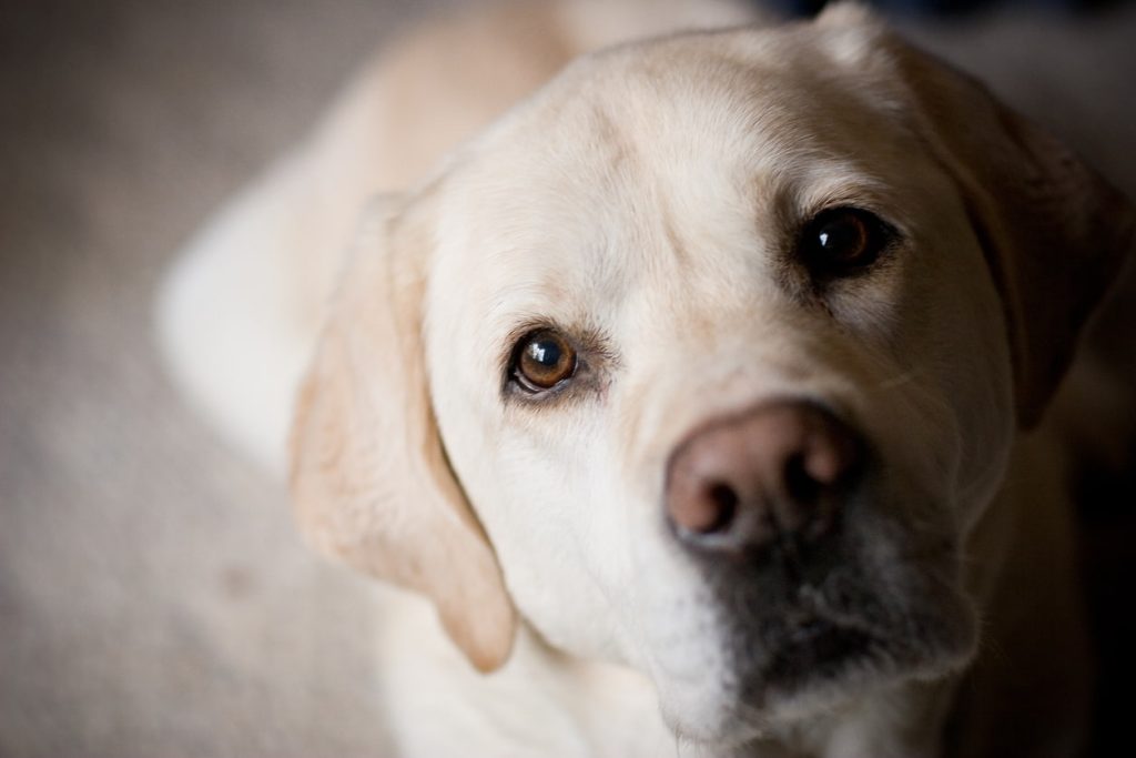 How to Help Your Dog Lose Weight: 9 Top Tips