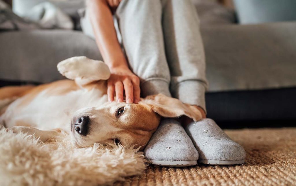 Why Does My Dog Keep Getting Ear Infections?