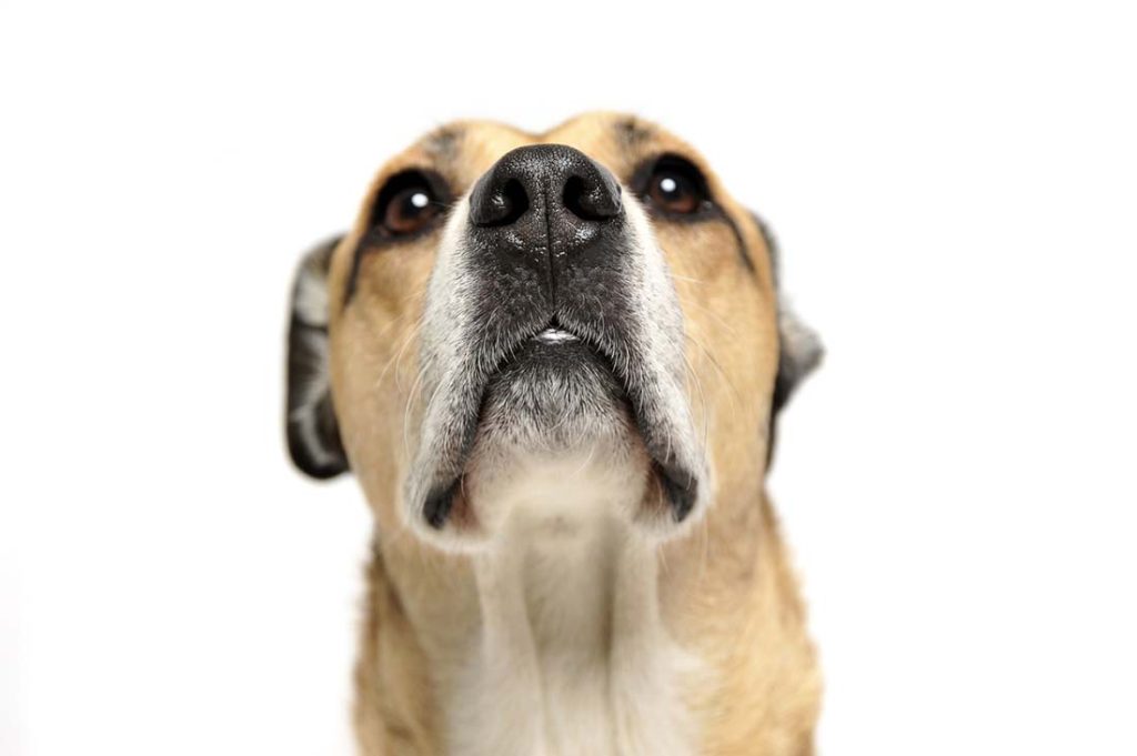 Veterinarian Explains How to Do CPR on a Dog