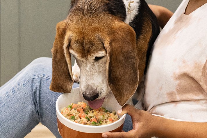 Why Is My Dog a Picky Eater?