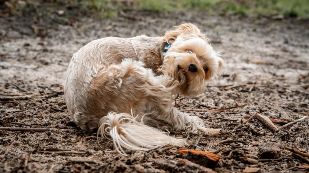 Dog Parasites: Types, Symptoms, and How To Treat Them