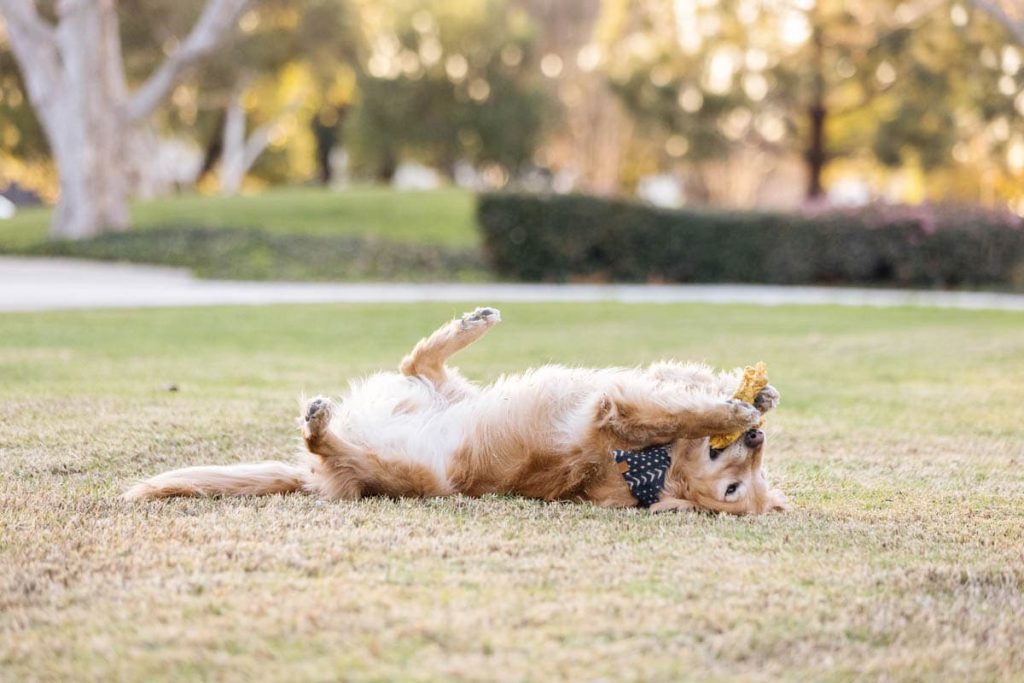10 Dog Enrichment Ideas To Keep Your Dog Happy and Busy
