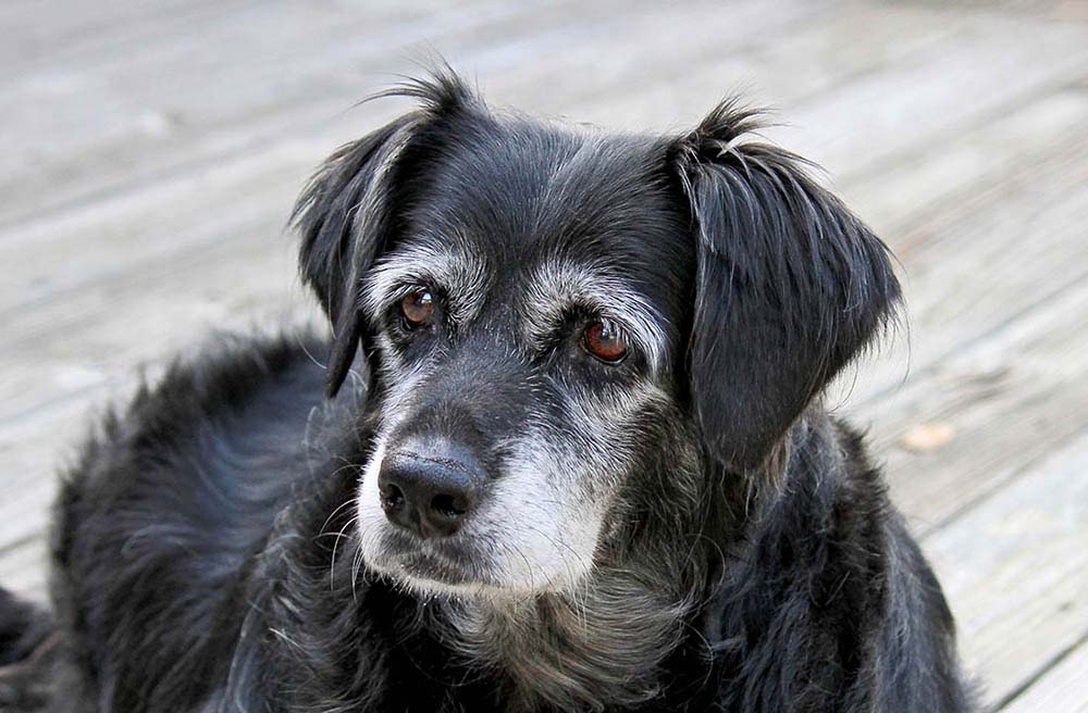 What To Expect With an Aging Dog