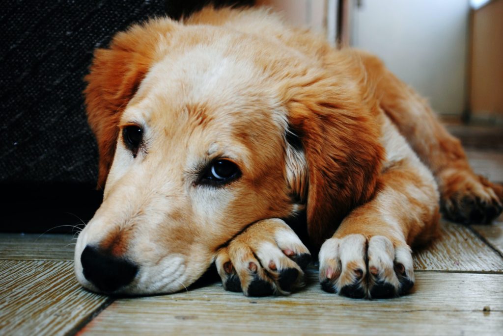 Veterinarian Answers Questions About Dog Anal Glands