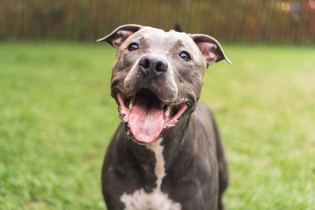 Outdoor Activities for Dogs: Fun Ways to Enjoy the Great Outdoors