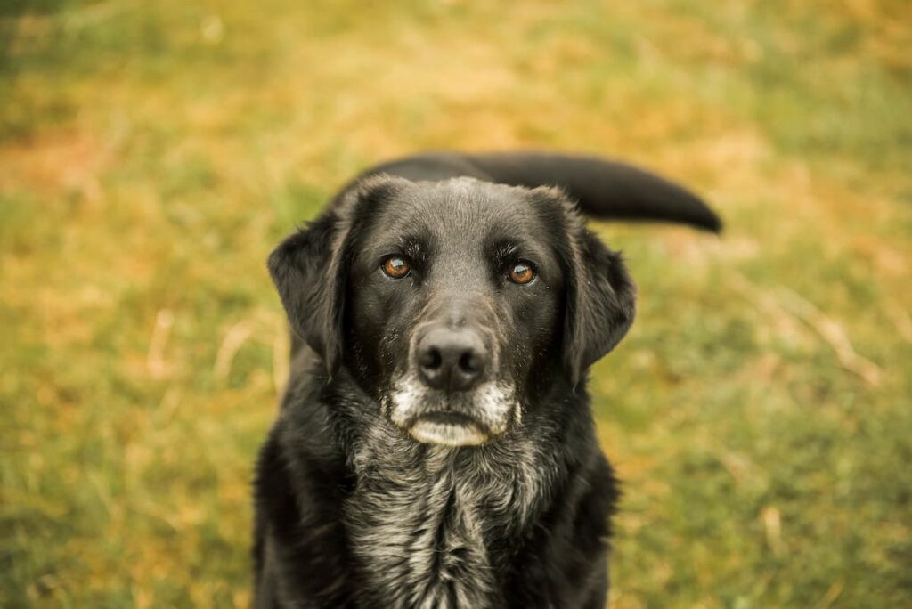 Do Older Dogs Eat Less? What’s Normal As They Age.