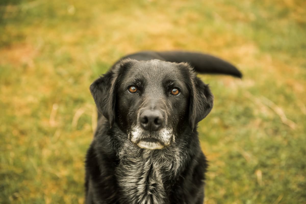 Yeast Infection in Dogs: Symptoms, Causes, and Treatment