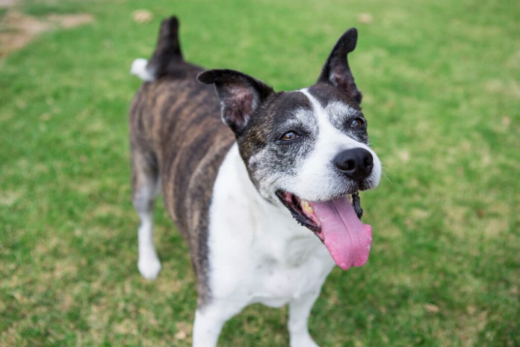 Why Do Dogs Eat Grass? Causes, Risks, and When to Worry