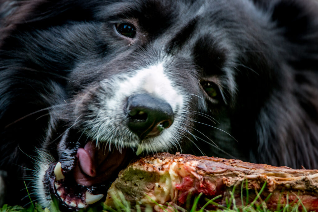 Are Dogs Omnivores or Carnivores? The Science Explained