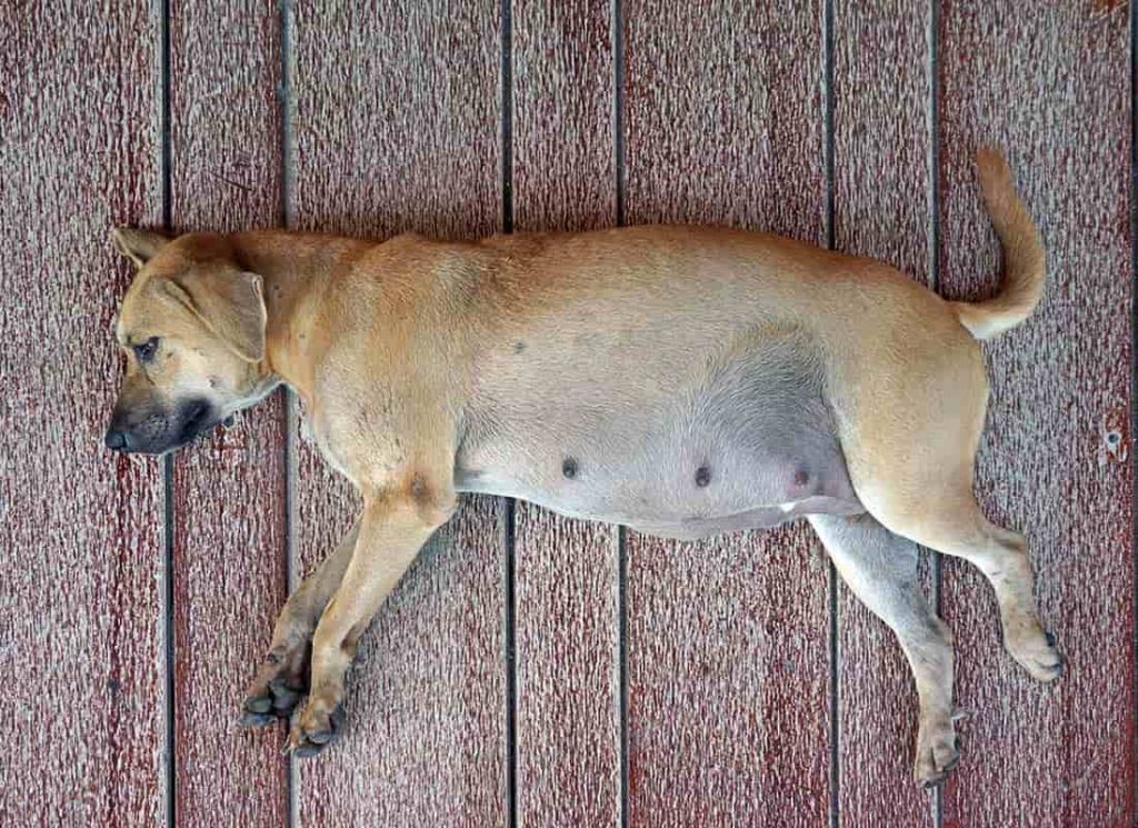 How Often Do Dogs Go Into Heat? Duration and Symptoms