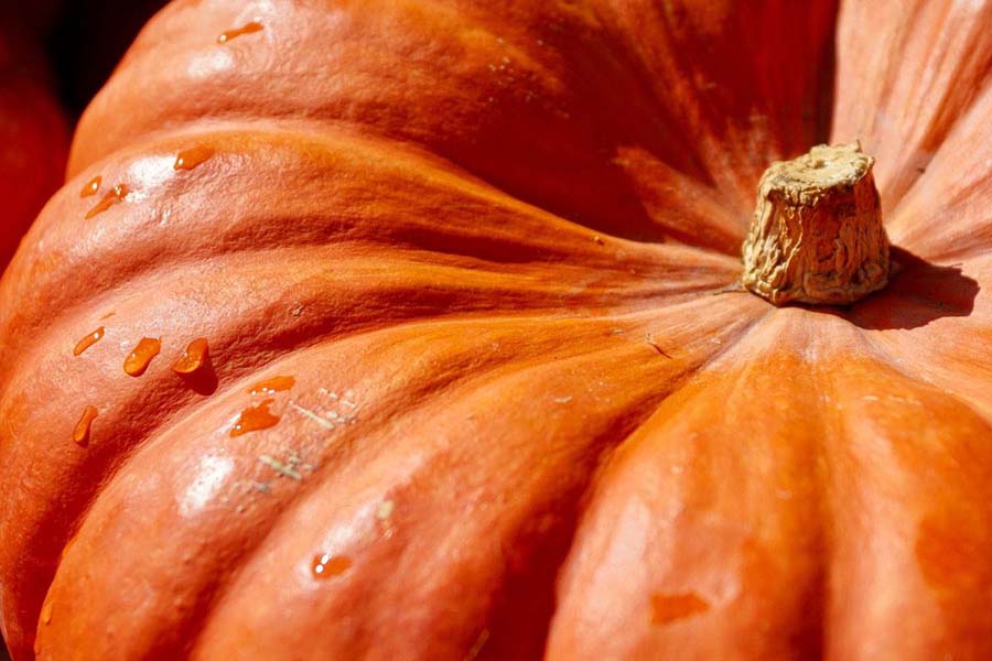 How To Add Fiber To a Dog’s Diet? 8 Best Foods