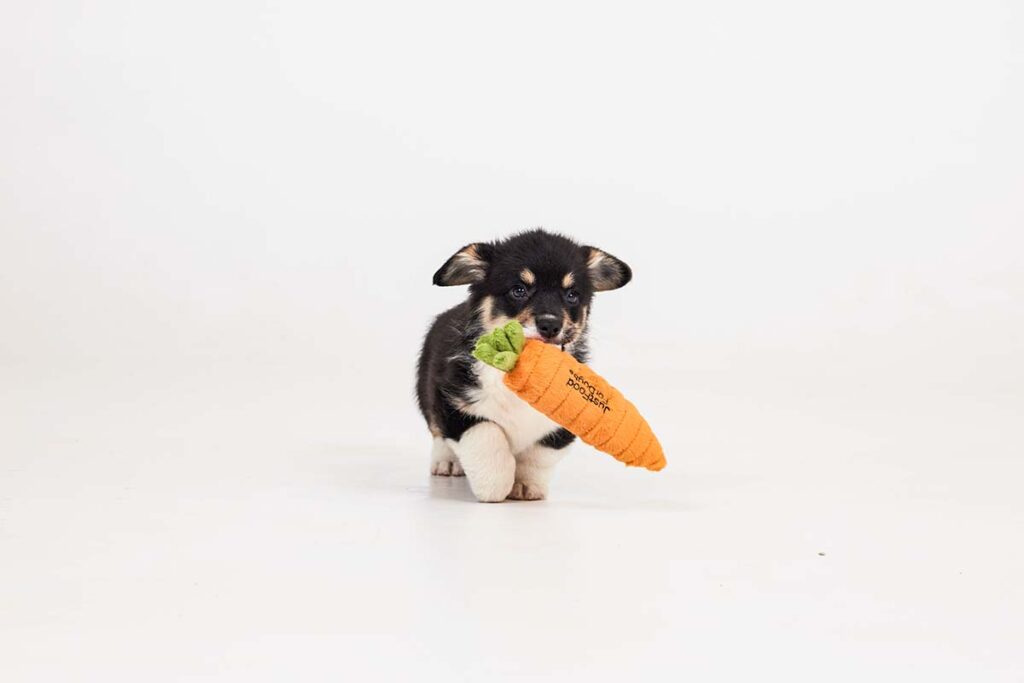 New Puppy Checklist: Essentials Guide for New Pet Parents