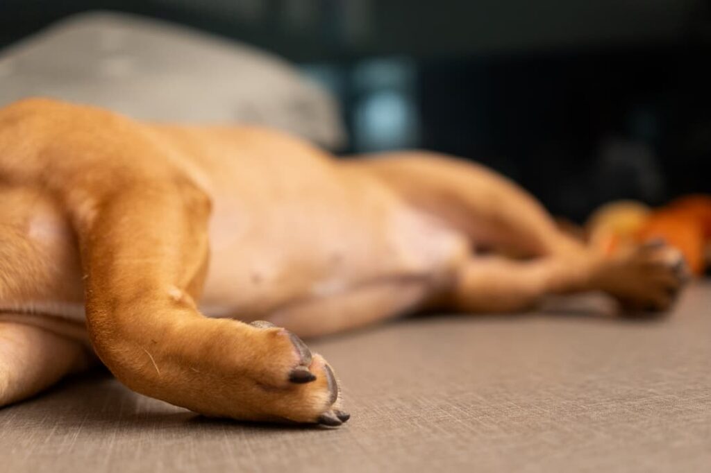 Lethargy in Dogs: Causes, Signs, and When To Worry