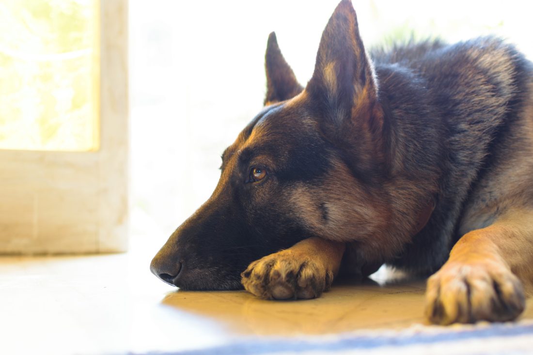 Do Pets Get Depressed?