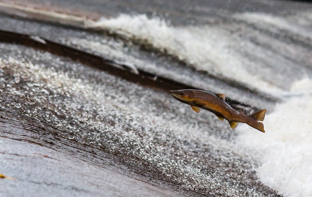 Can Dogs Eat Fish?