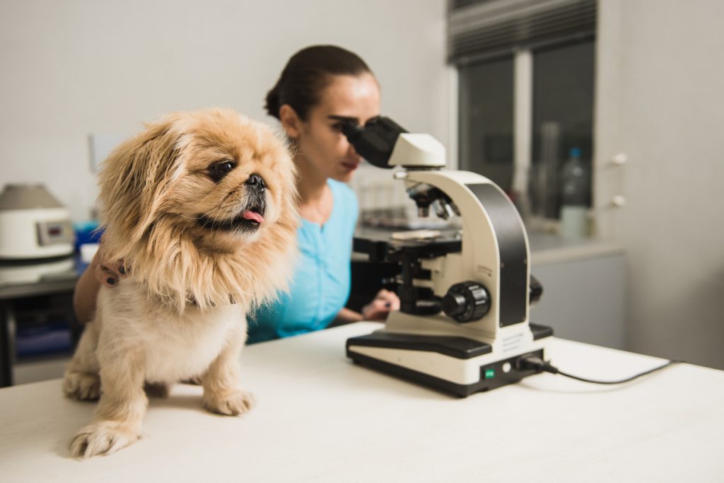 Breed Specific Dog Food