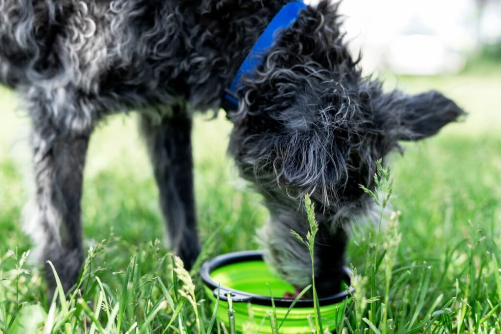 Why Is My Dog So Thirsty? 11 Reasons for Thirst in Dogs