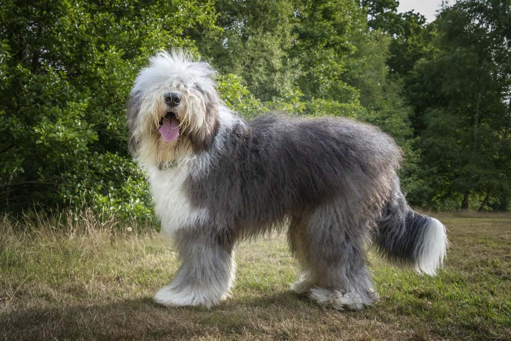 8 Majestic Long Hair Dog Breeds
