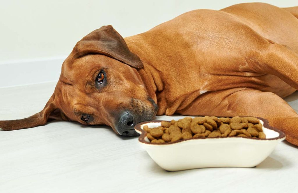 Do Dogs Get Bored With Their Food? 