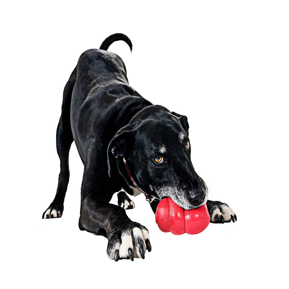 9 Creative Ways to Feed Your Dog Its Meals