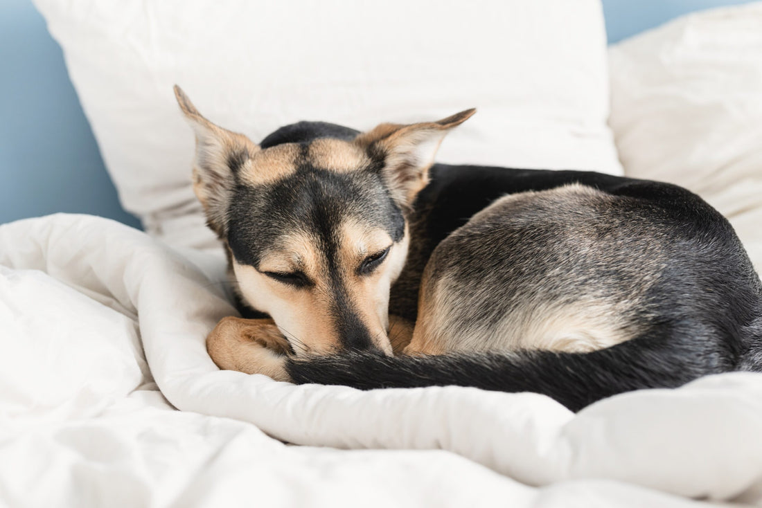Signs of Aging in Dogs: How to Recognize Them