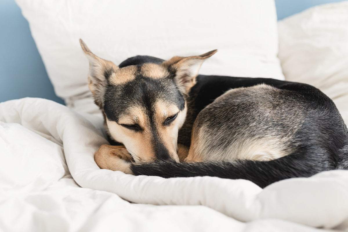 Signs of Aging in Dogs: How to Recognize Them