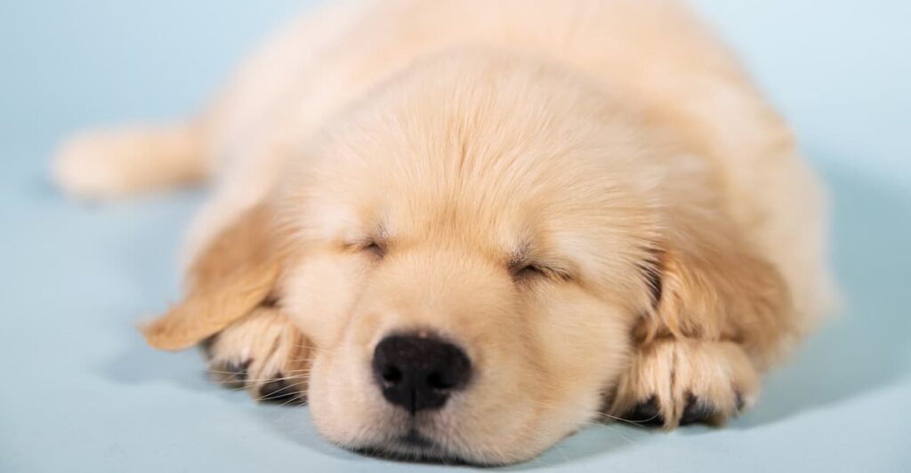 Puppy Hiccups: What They Are, How to Get Rid of Them