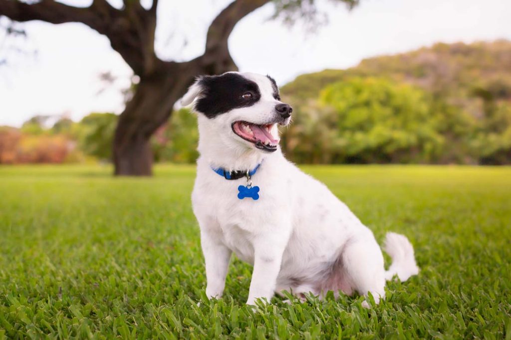 How to Find a Lost Dog 