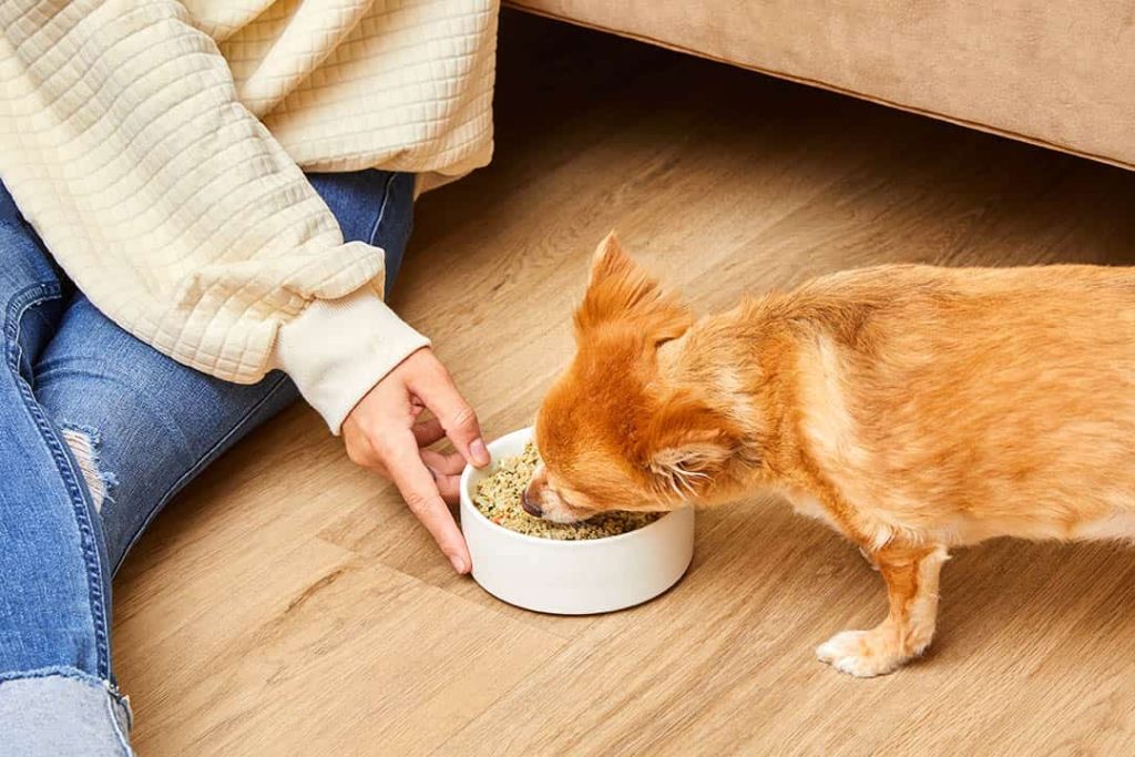 Healthy Meat for Dogs