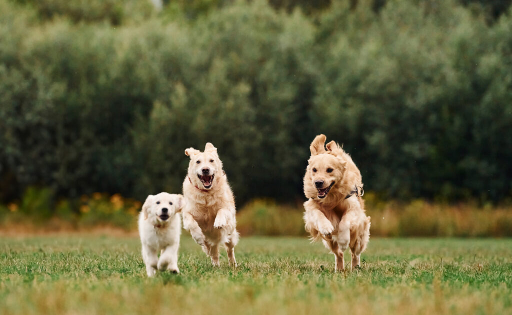 How Fast Can Dogs Run? Speed Rank by Breed