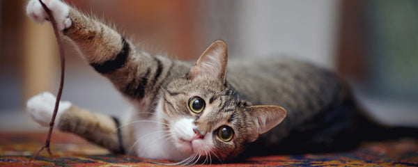 Pica in cats: Causes, symptoms, and treatment