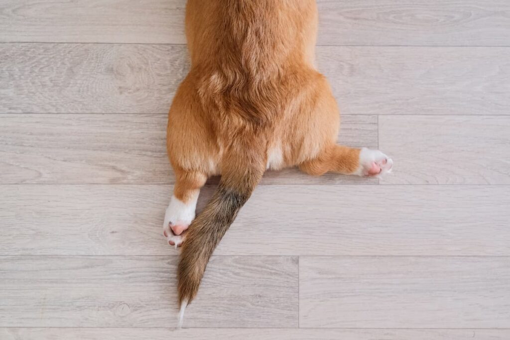 Why Do Dogs Sploot? The Meanings and Causes Explained.