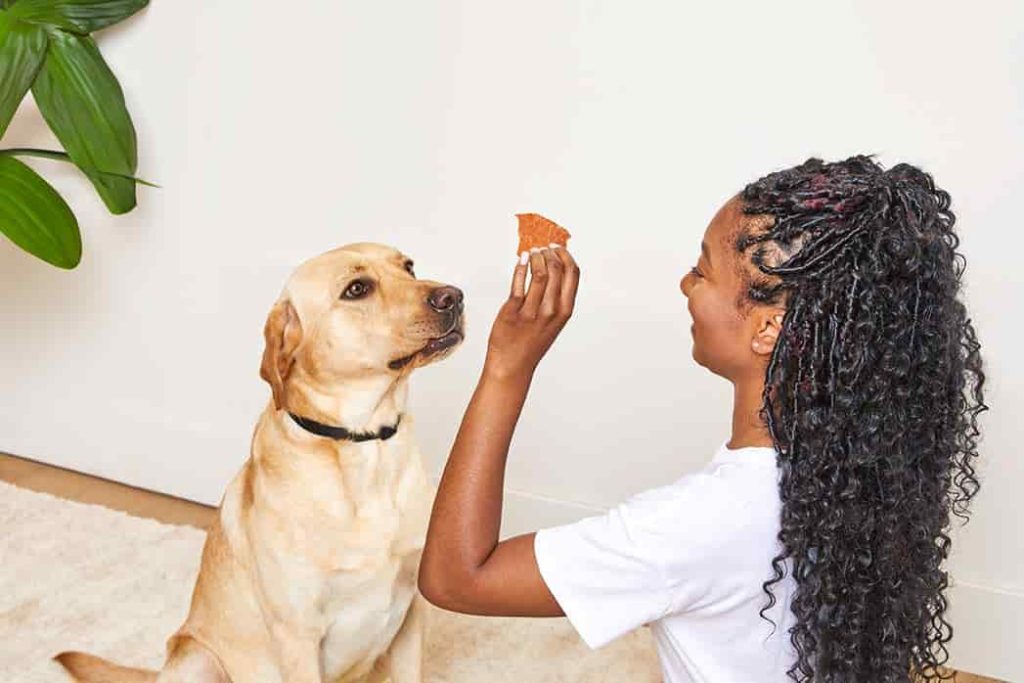 10 Common Dog Training Mistakes (and How To Avoid Them!)