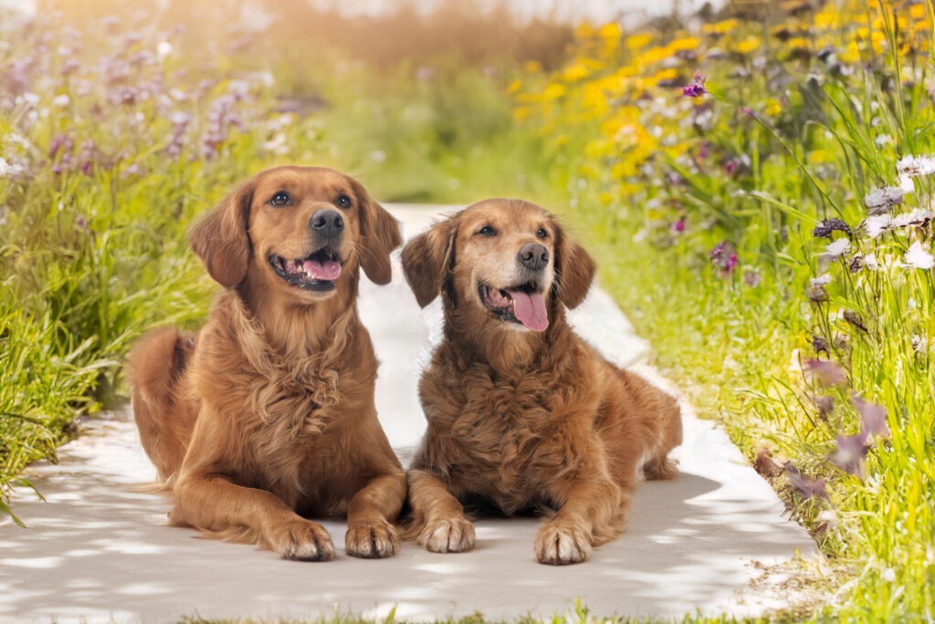 Feeding Considerations For Dogs With Diabetes: A Veterinary Nutrition Guide