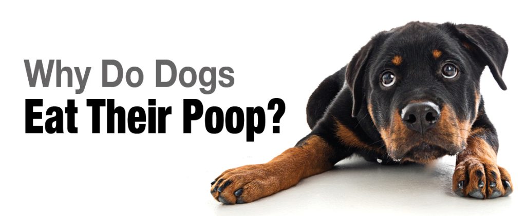 Why Do Dogs Eat Poop and How to Stop It