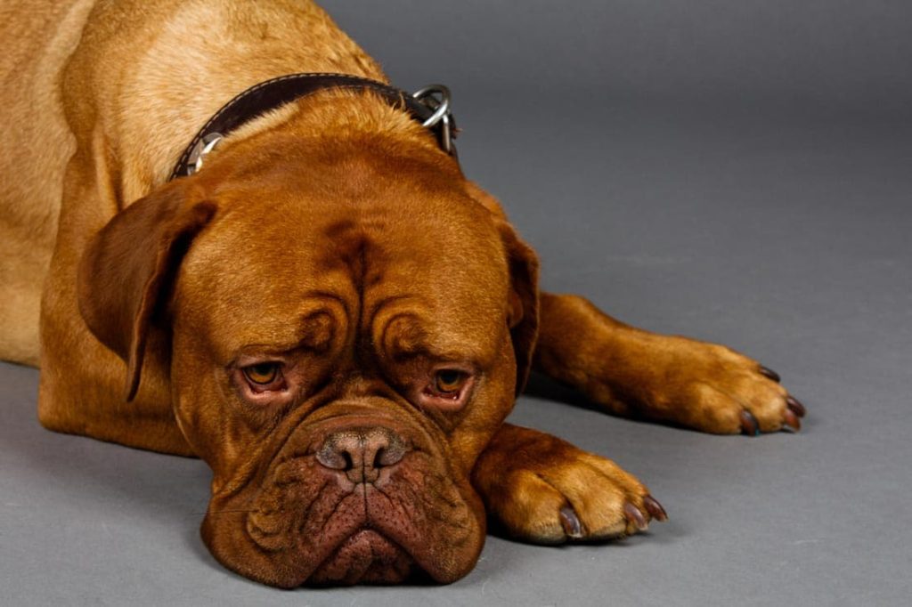 How to Prevent Travel Sickness in Dogs