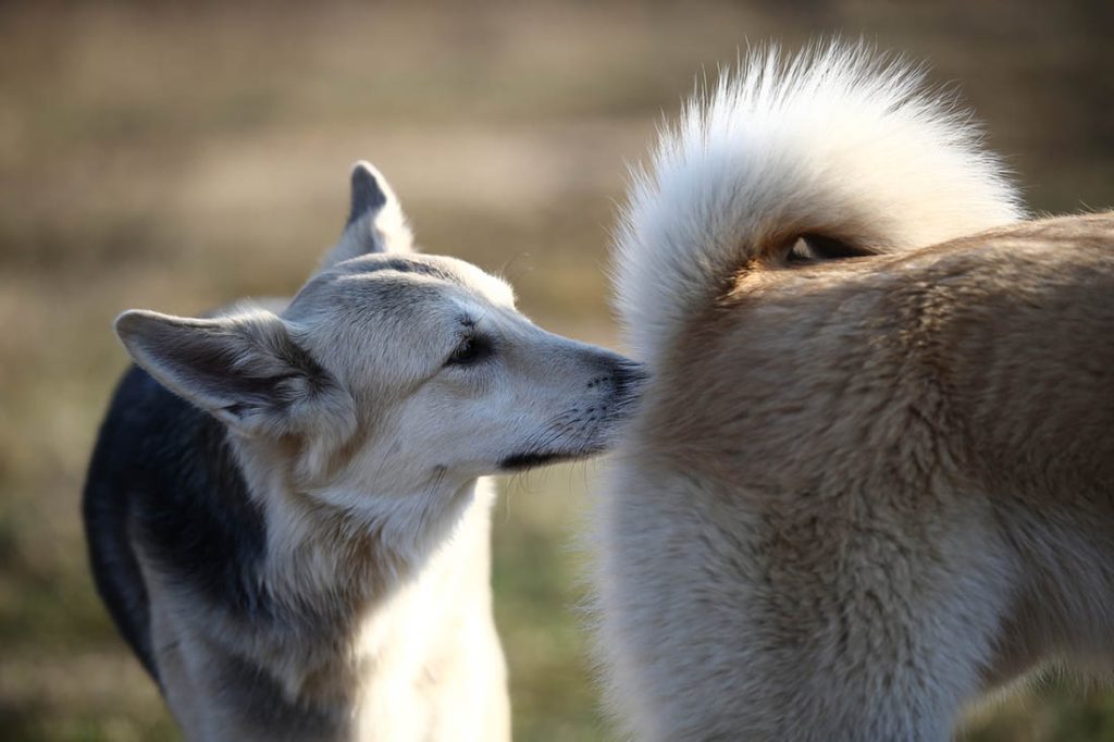 Why Dogs Insist on Scent Marking (and What Your Floof’s Nose Knows that You Don’t)