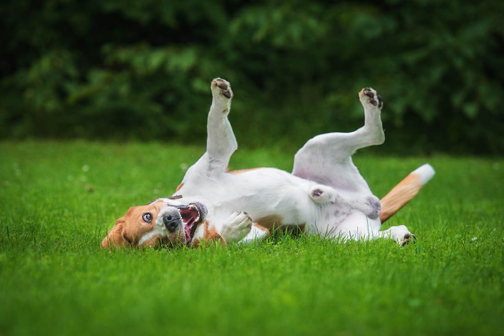 Why Do Dogs Roll in Poop? And How to Stop It