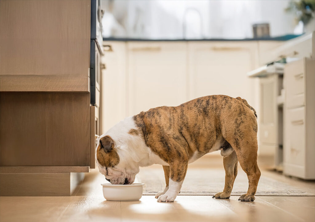 How To Switch and Transition Your Dog’s Food
