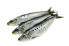 Whole Atlantic Sardines