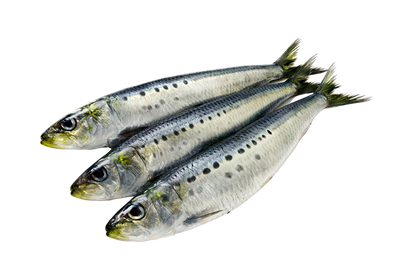 Whole Atlantic Sardines
