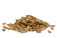 Barley