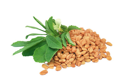 Fenugreek