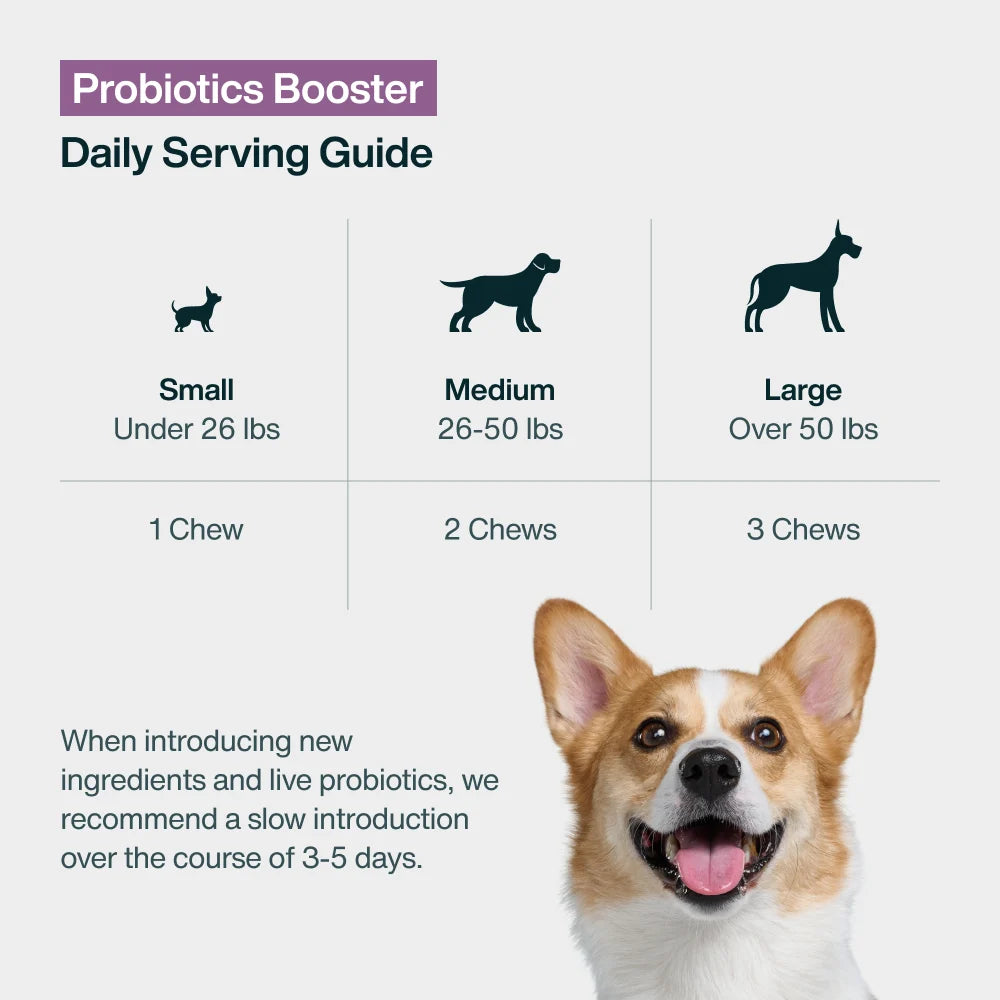 Gut-Friendly Favorites Bundle
