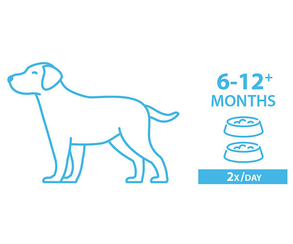 how much should a 6 month old puppy eat a day