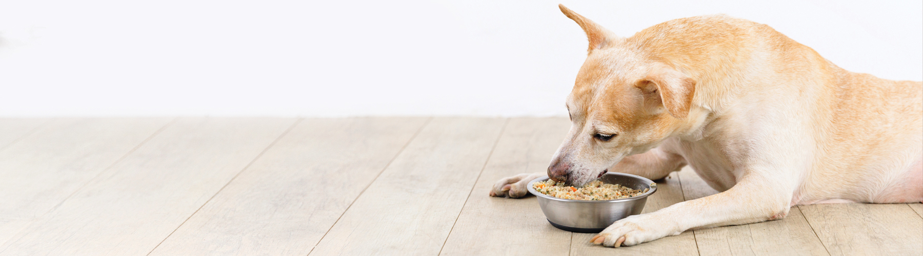 Vet Recommended Dog Food - Prescription Dog Food